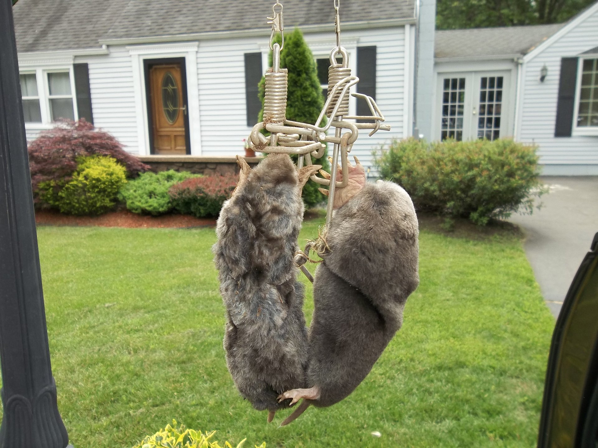 Mole and vole control in Franklin Connecticut