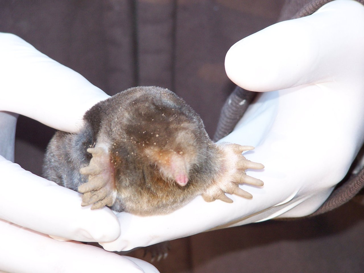 Mole and vole control in Middlesex County Connecticut