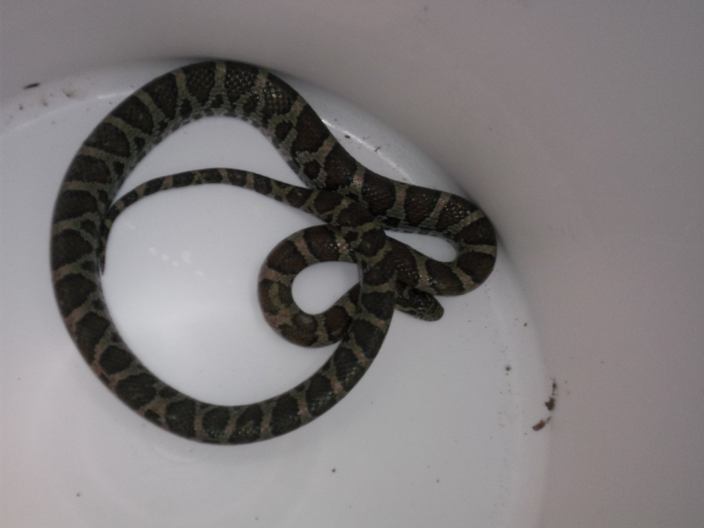 Milk snake removed from a Connecticut basement during a snake removal service call