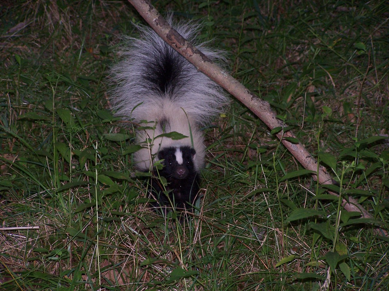 Skunk removal in Franklin Connecticut