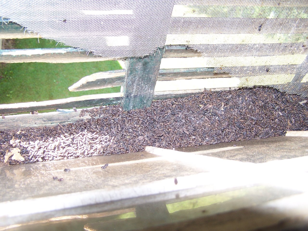 Wildlife exclusion and rodent proofing in Lyme Connecticut