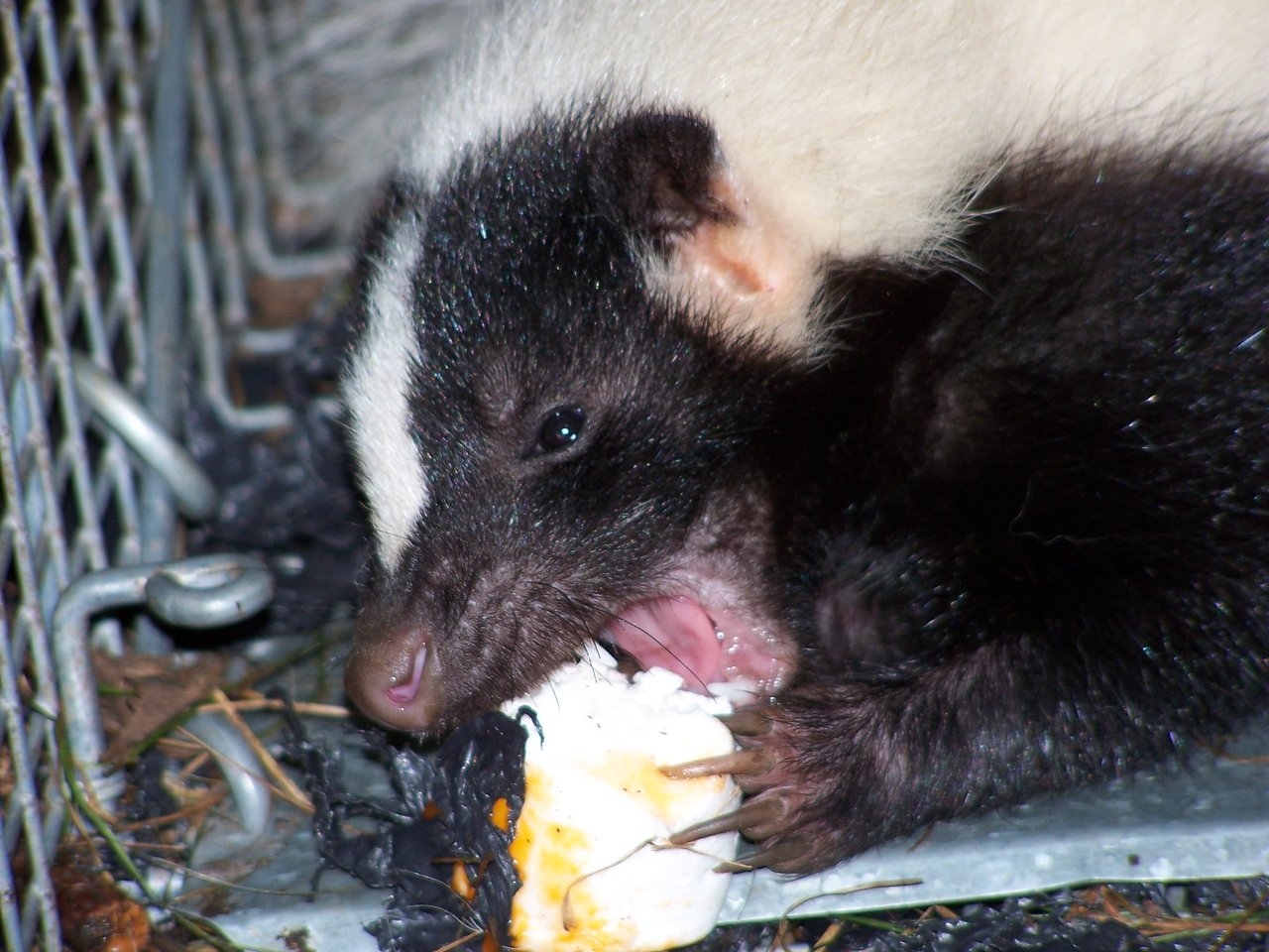 Skunk removal in Ansonia Connecticut under decks sheds porches garages crawlspaces and older homes