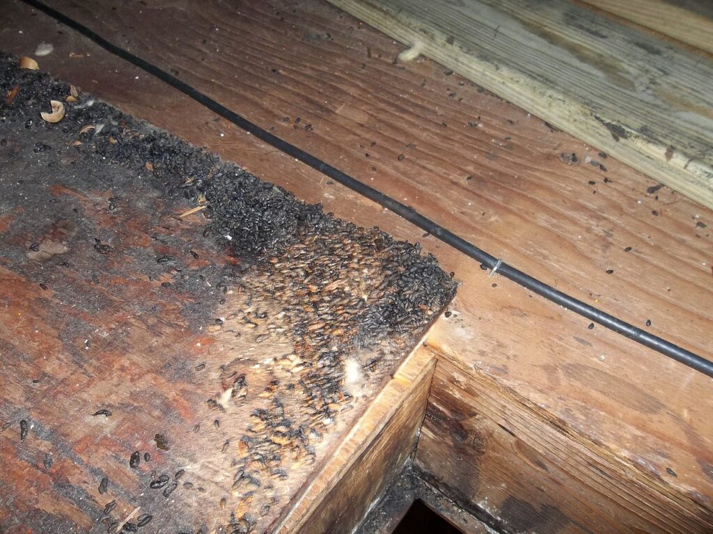 Rodent droppings found near a Connecticut attic hatchway during sanitization work to help reduce hantavirus exposure risk