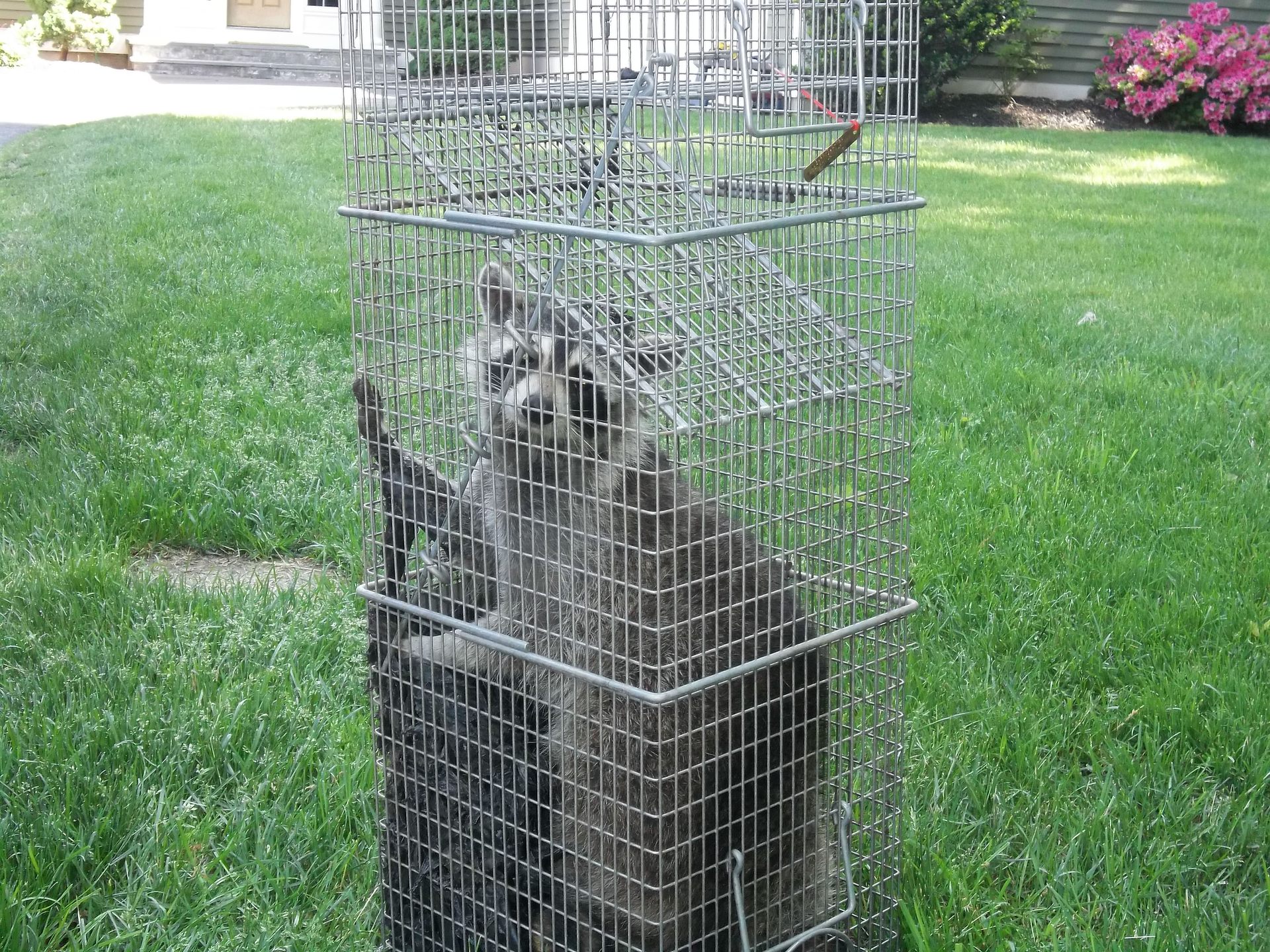 Raccoon removal and exclusion service in Connecticut