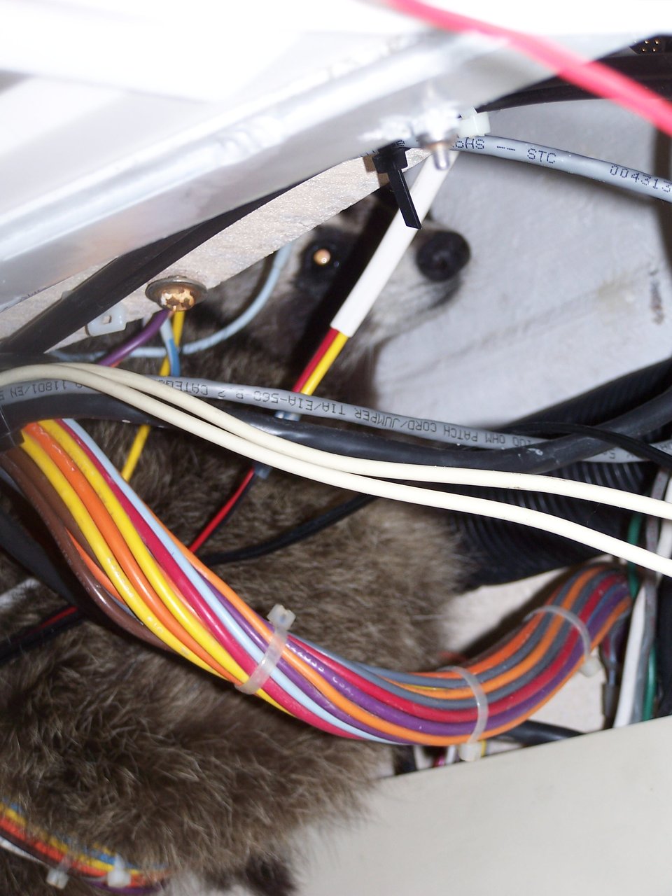 Raccoon inside wiring harness causing damage in a Bridgeport Connecticut structure