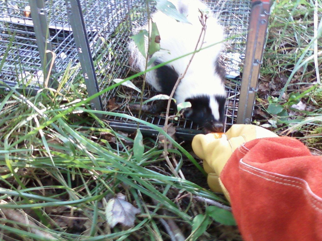 Skunk trapping and removal service in Connecticut