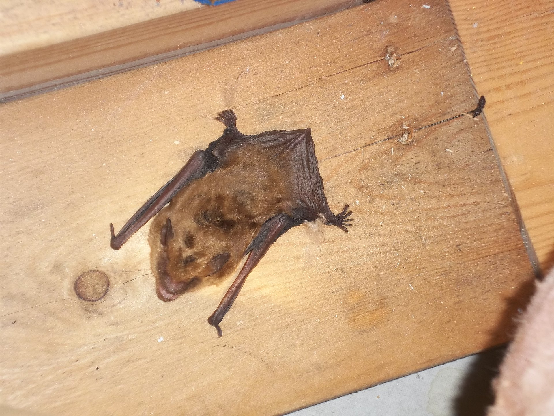 Bat removal in Franklin Connecticut