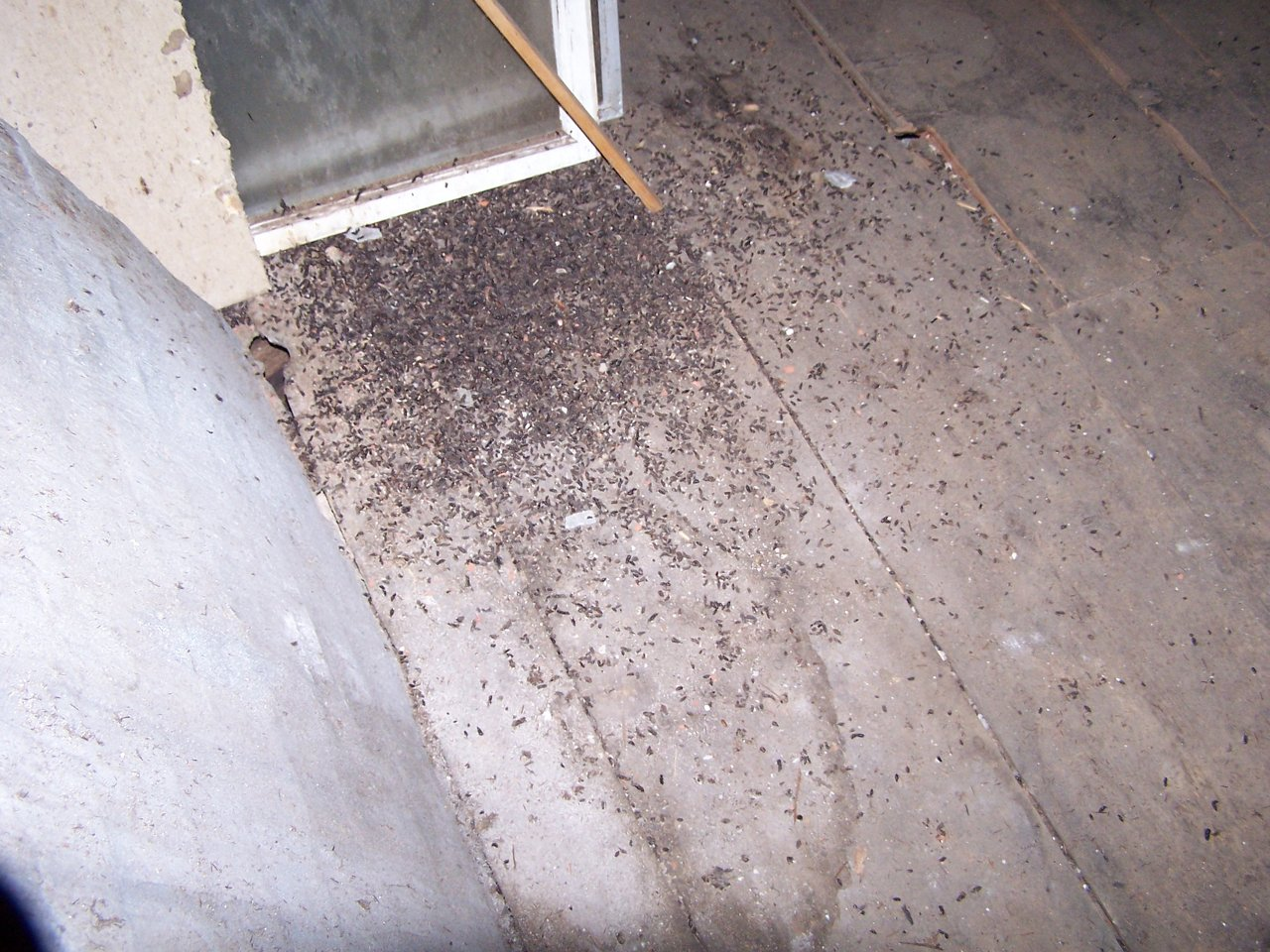 Large bat guano accumulation inside an attic