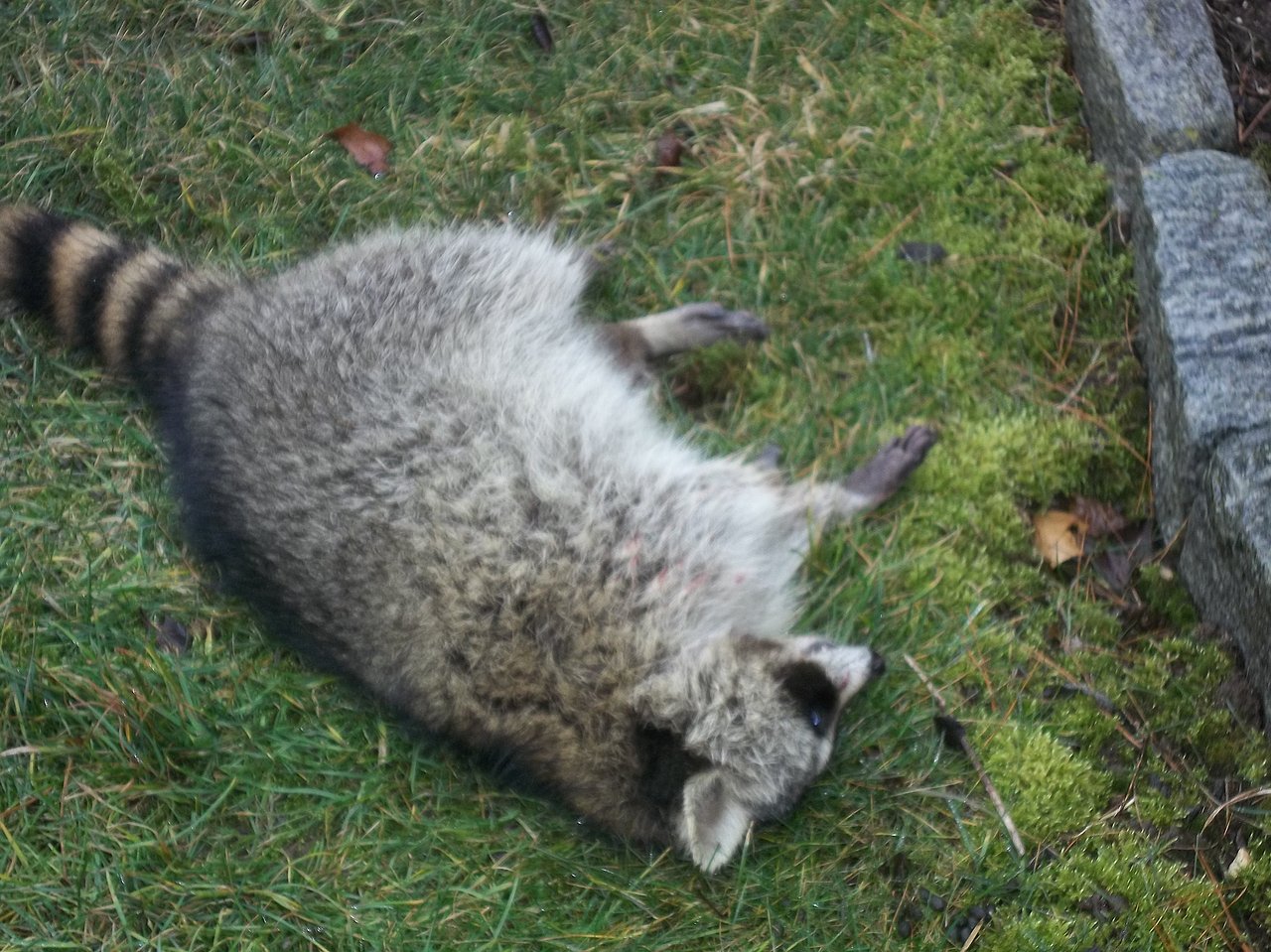 Dead raccoon on lawn requiring private property dead animal removal
