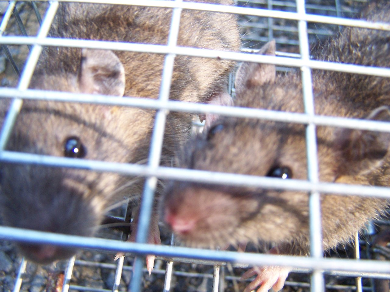 Rodent control in Ledyard Connecticut