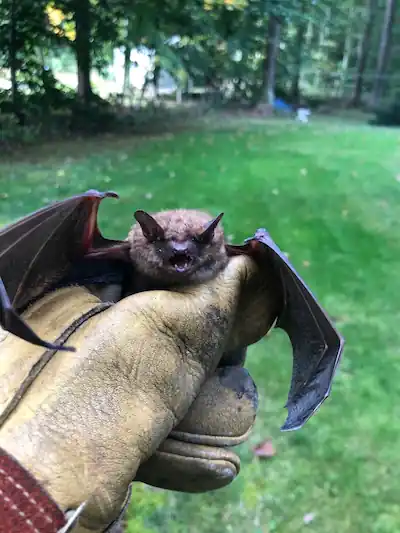 Humane bat removal and exclusion services in Connecticut