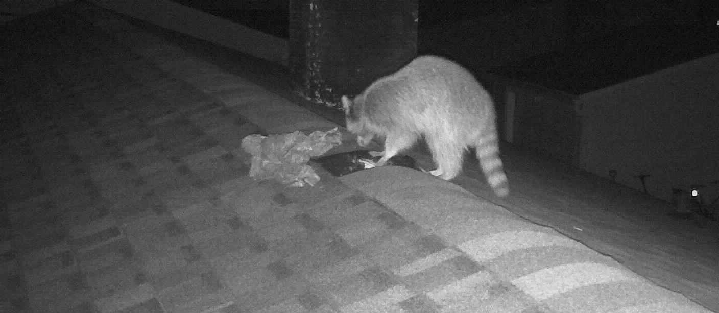 Raccoon removal in Ledyard Connecticut