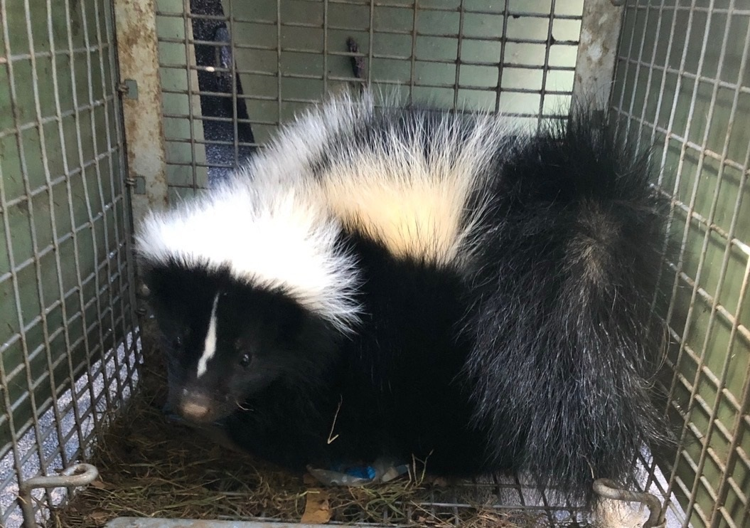 Skunk removal in Milford Connecticut under decks sheds porches crawlspaces garages and shoreline homes