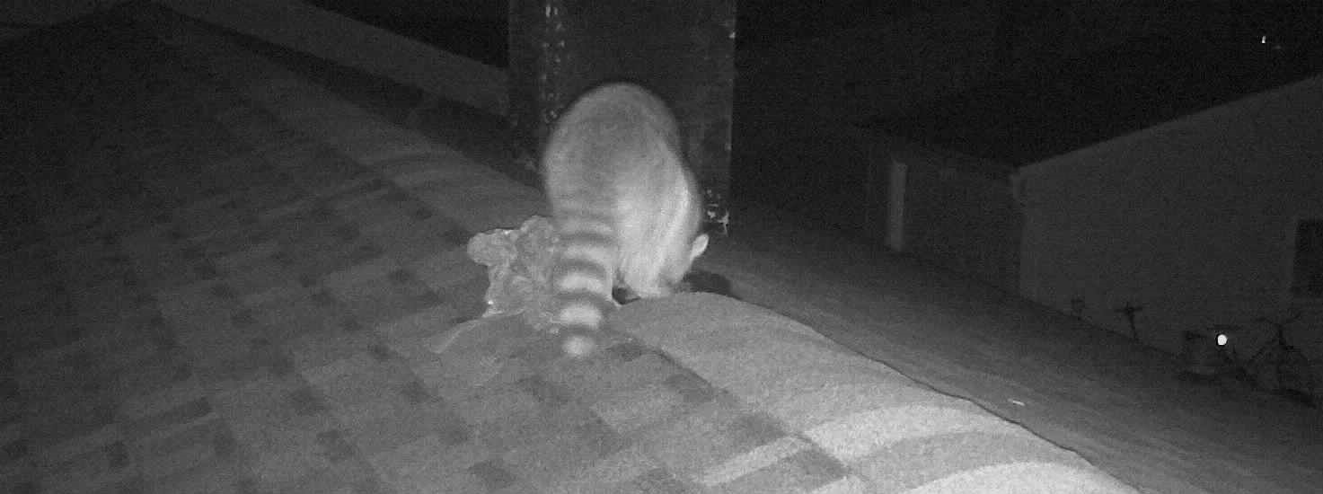 Raccoon damaging a ridge vent on a Connecticut home