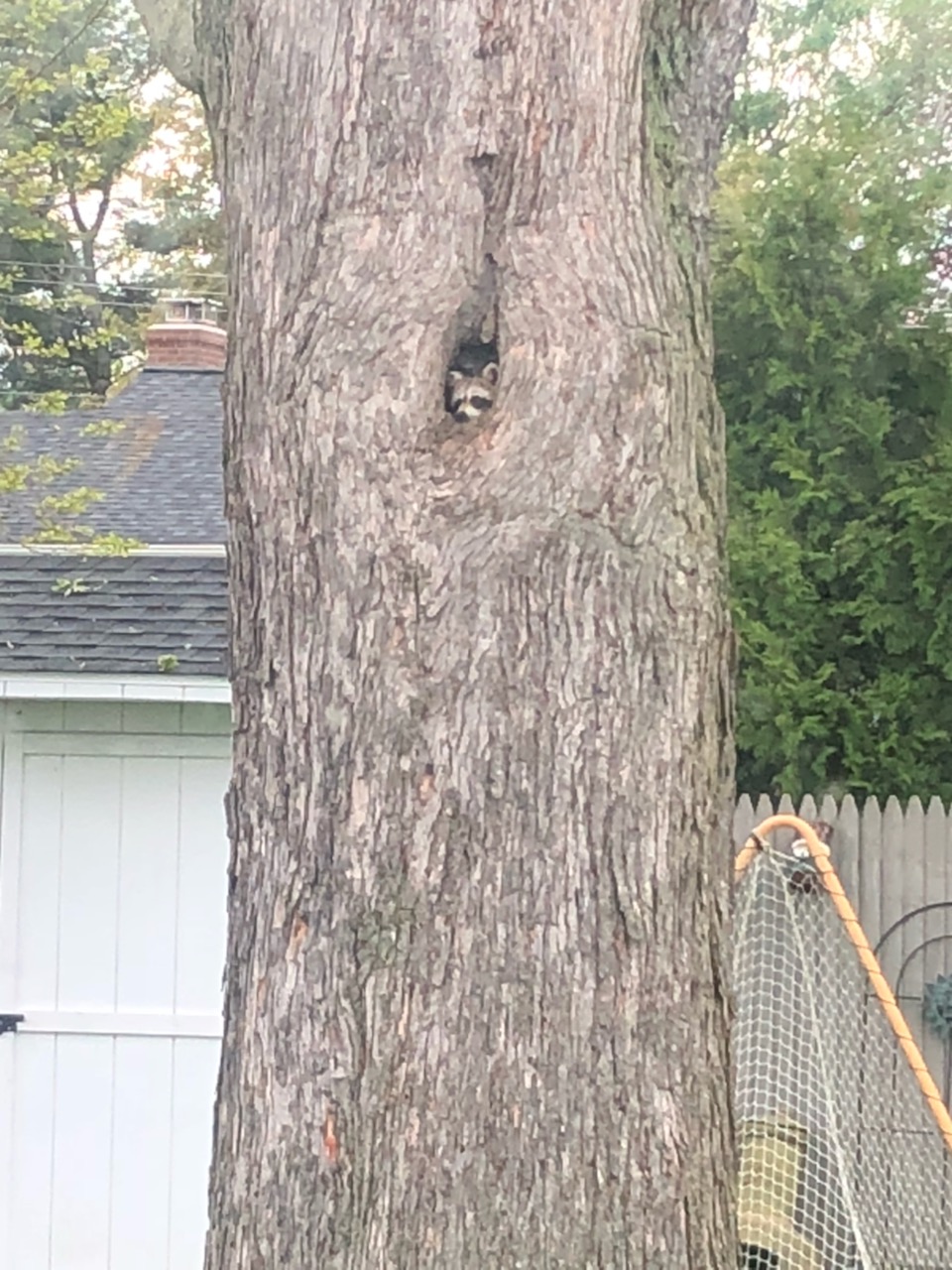 Raccoon looking out of a hollow tree near a residential property