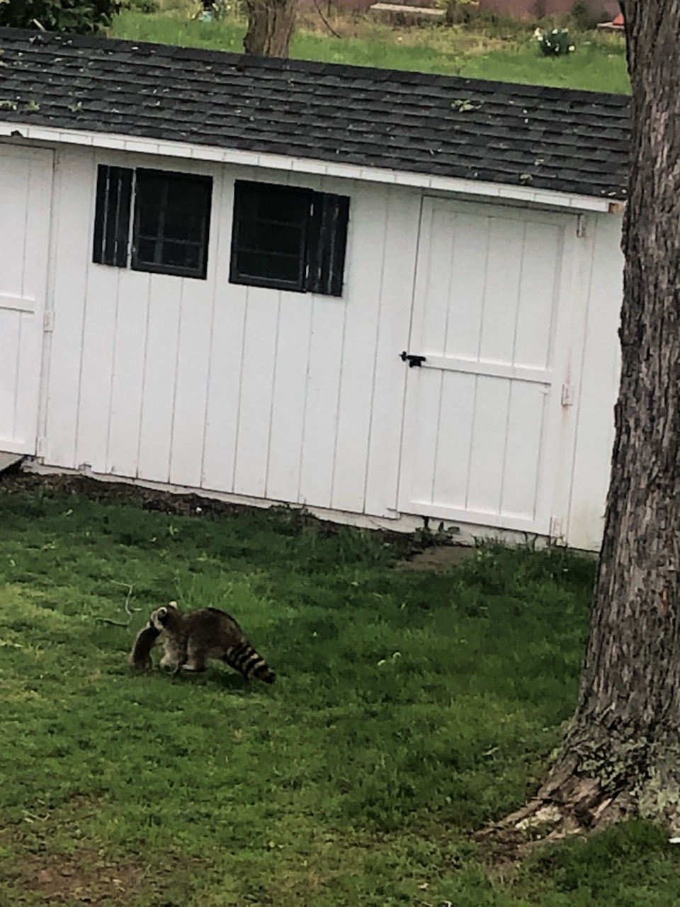 Raccoon removal and exclusion service in Connecticut