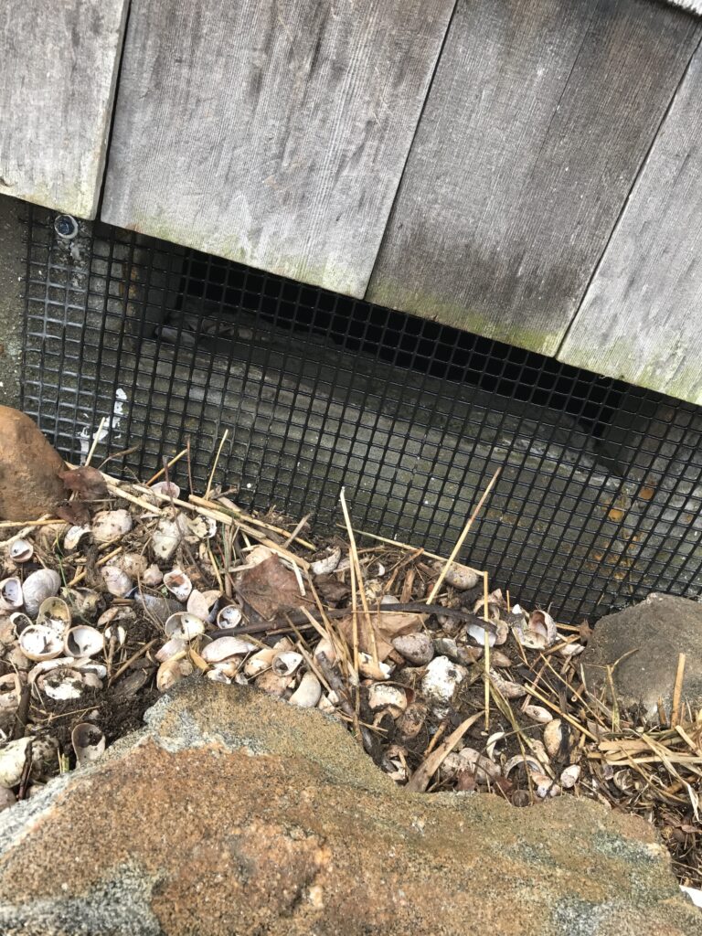 Metal exclusion screen installed over a foundation ventilation gap to help keep rodents out of a Connecticut home