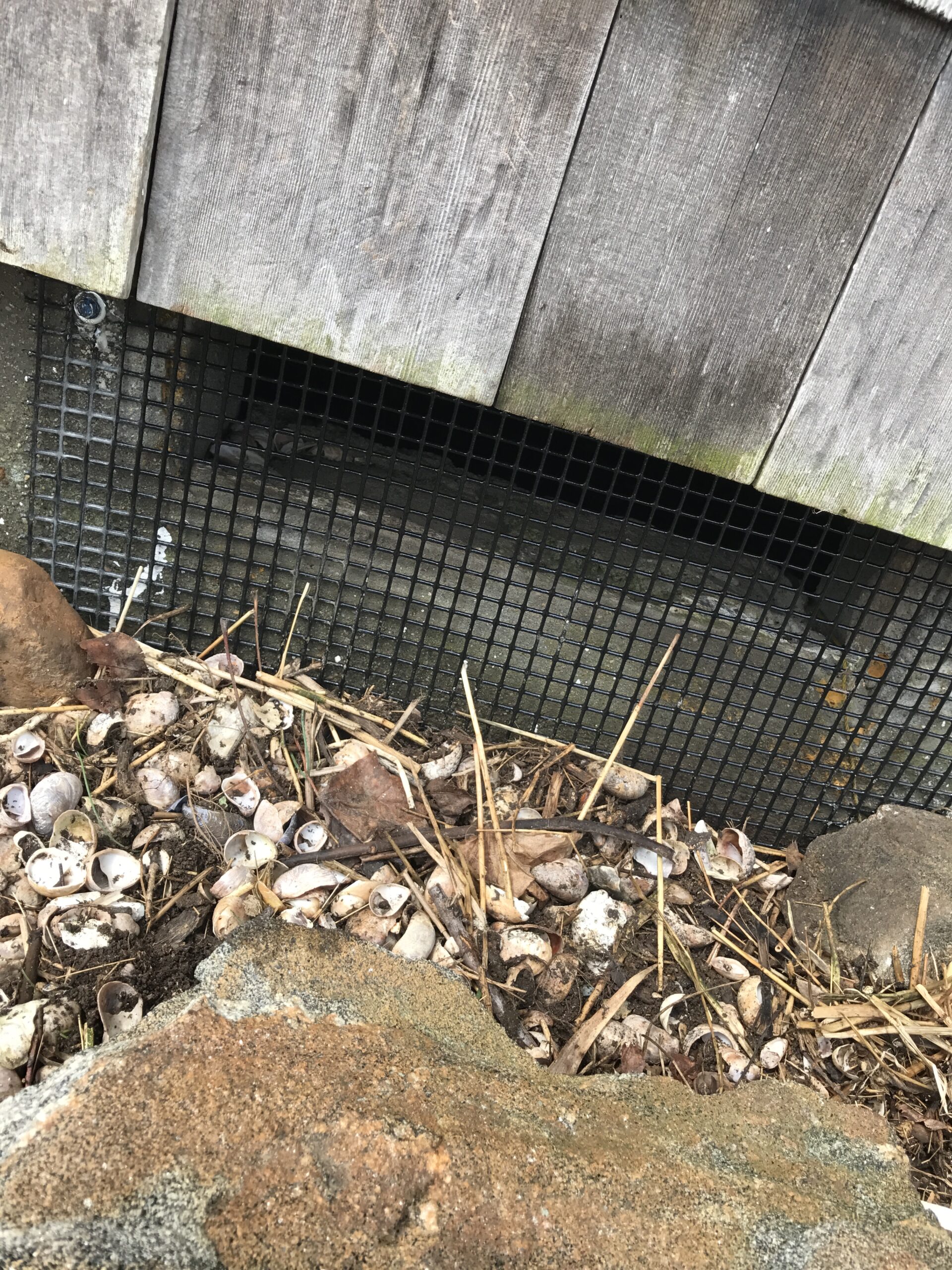 Wildlife exclusion and rodent proofing in Franklin Connecticut