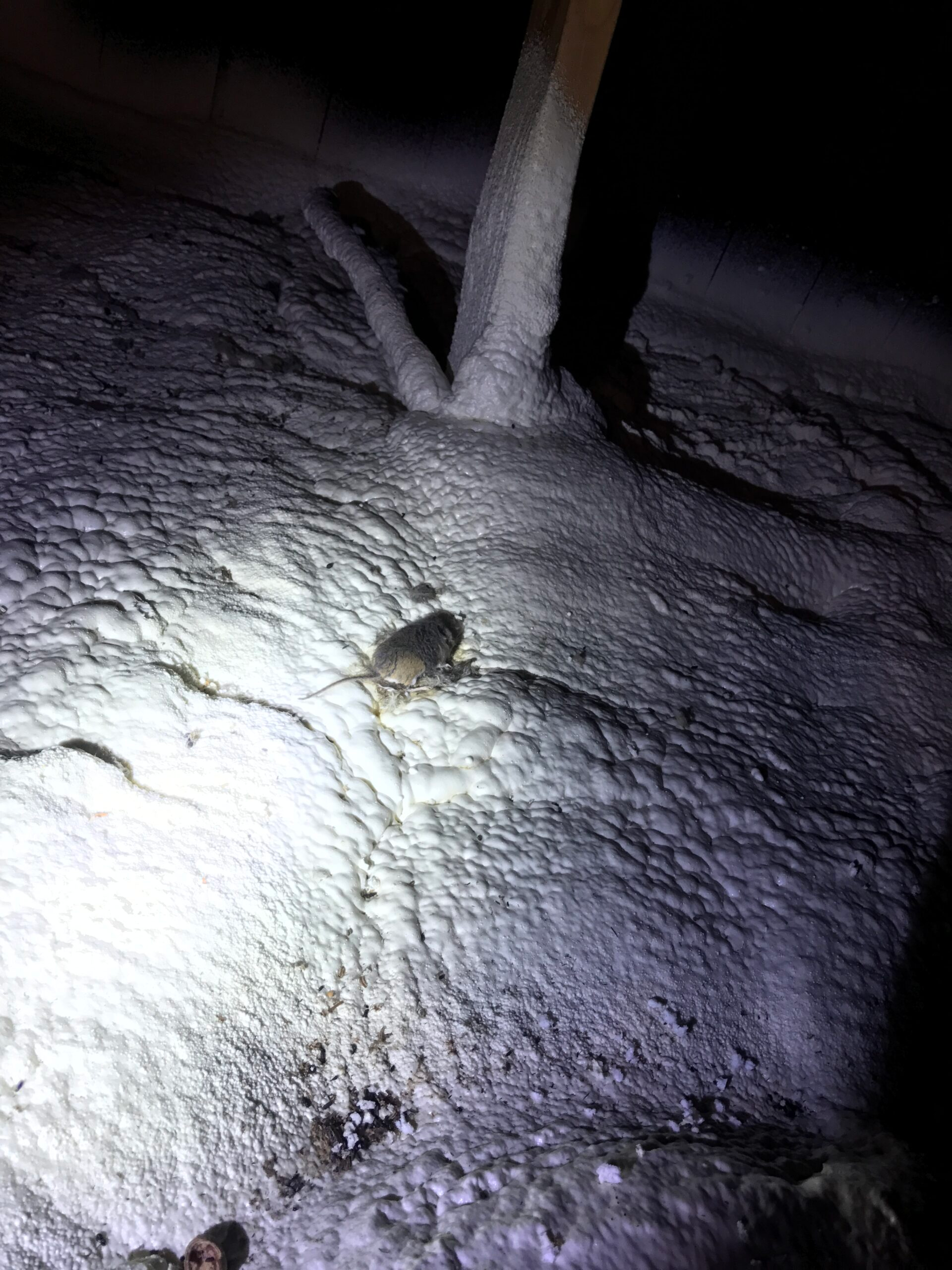 Dead mouse in crawlspace requiring dead animal removal and odor source cleanup