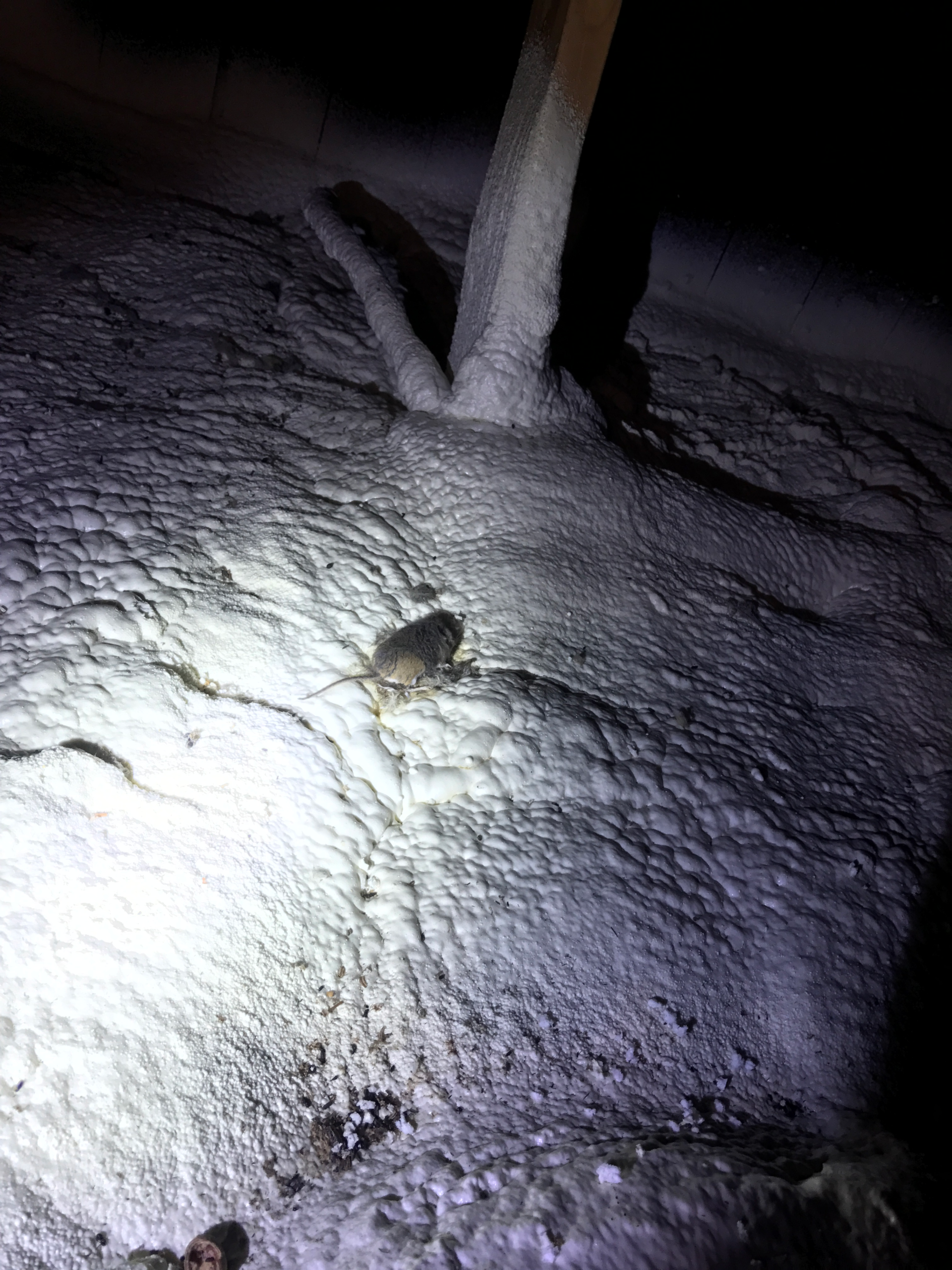 Rodent control, mouse exclusion, and rat control service in Connecticut
