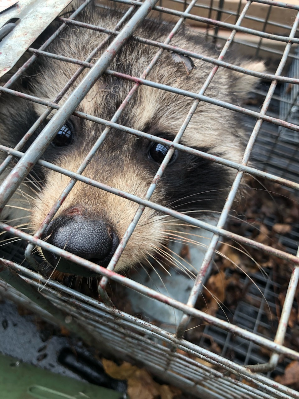 Raccoon removal in East Haddam Connecticut