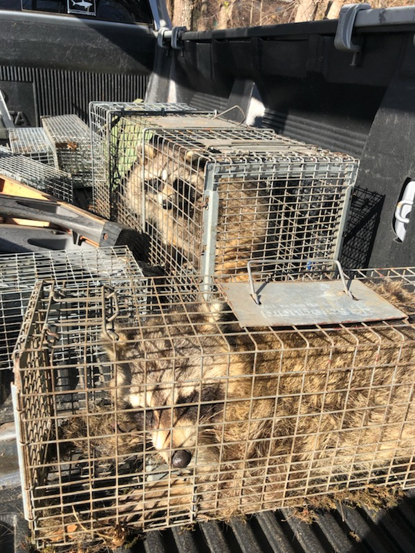 Raccoons removed from a commercial building in Connecticut during a large raccoon trapping and removal job involving seven raccoons