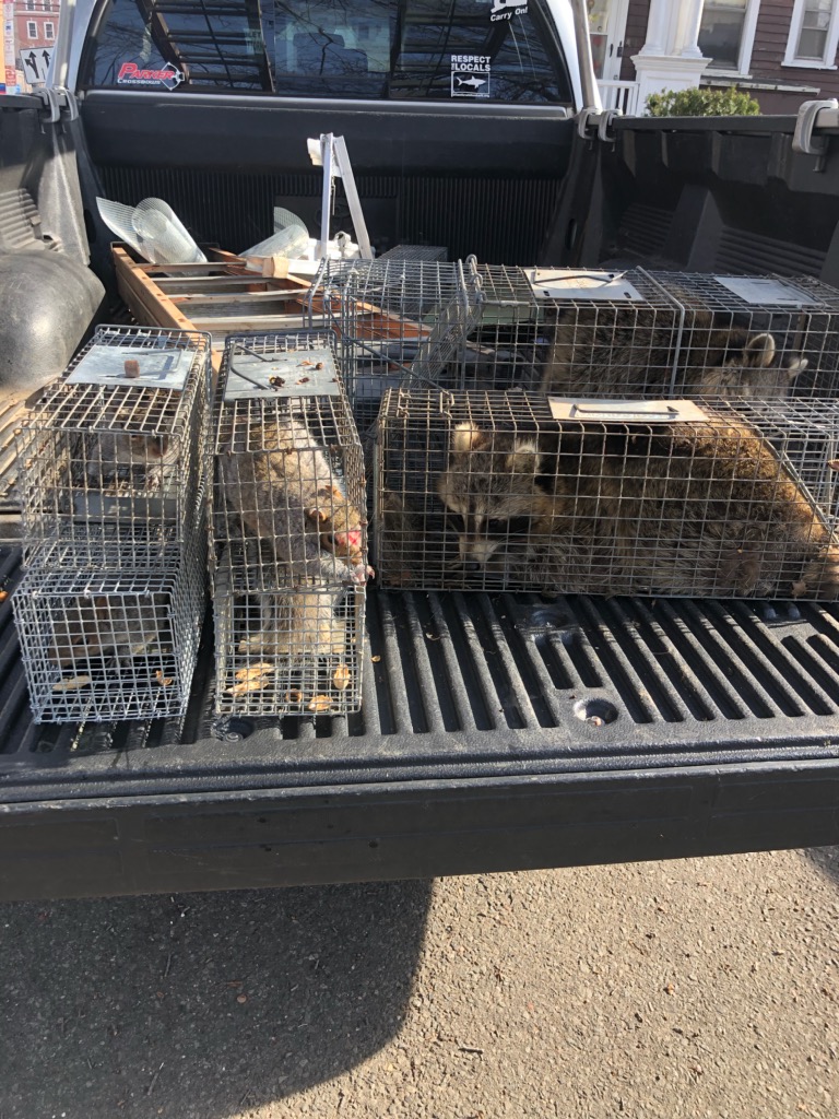 Rodent control and wildlife removal in Stonington Connecticut