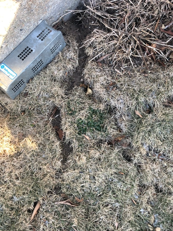 Vole damage and mole control in East Haddam Connecticut