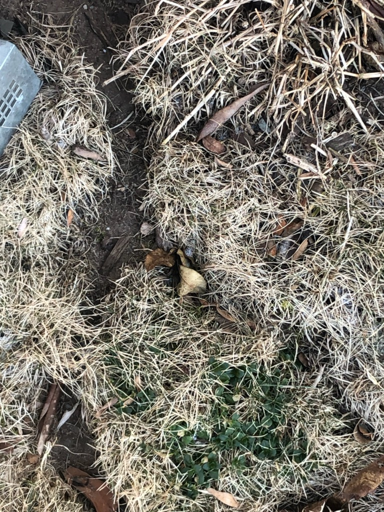 Vole damage and surface runways in a Connecticut lawn caused by burrowing rodents