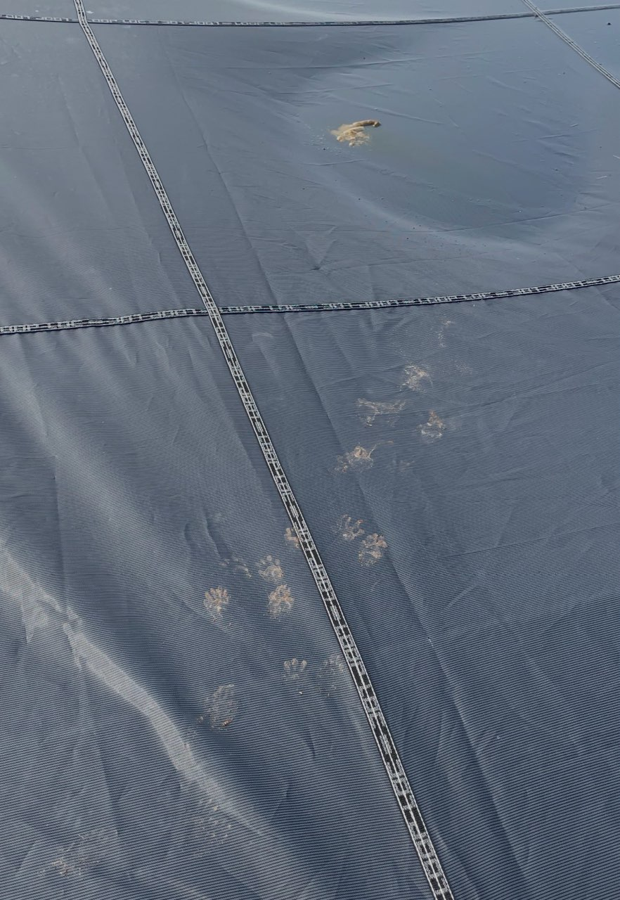 Raccoon tracks and droppings found on a pool cover in Shelton Connecticut