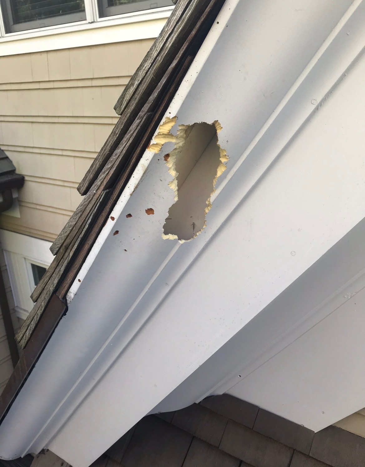 Wildlife damage to soffit before squirrel exclusion repair in Shelton Connecticut