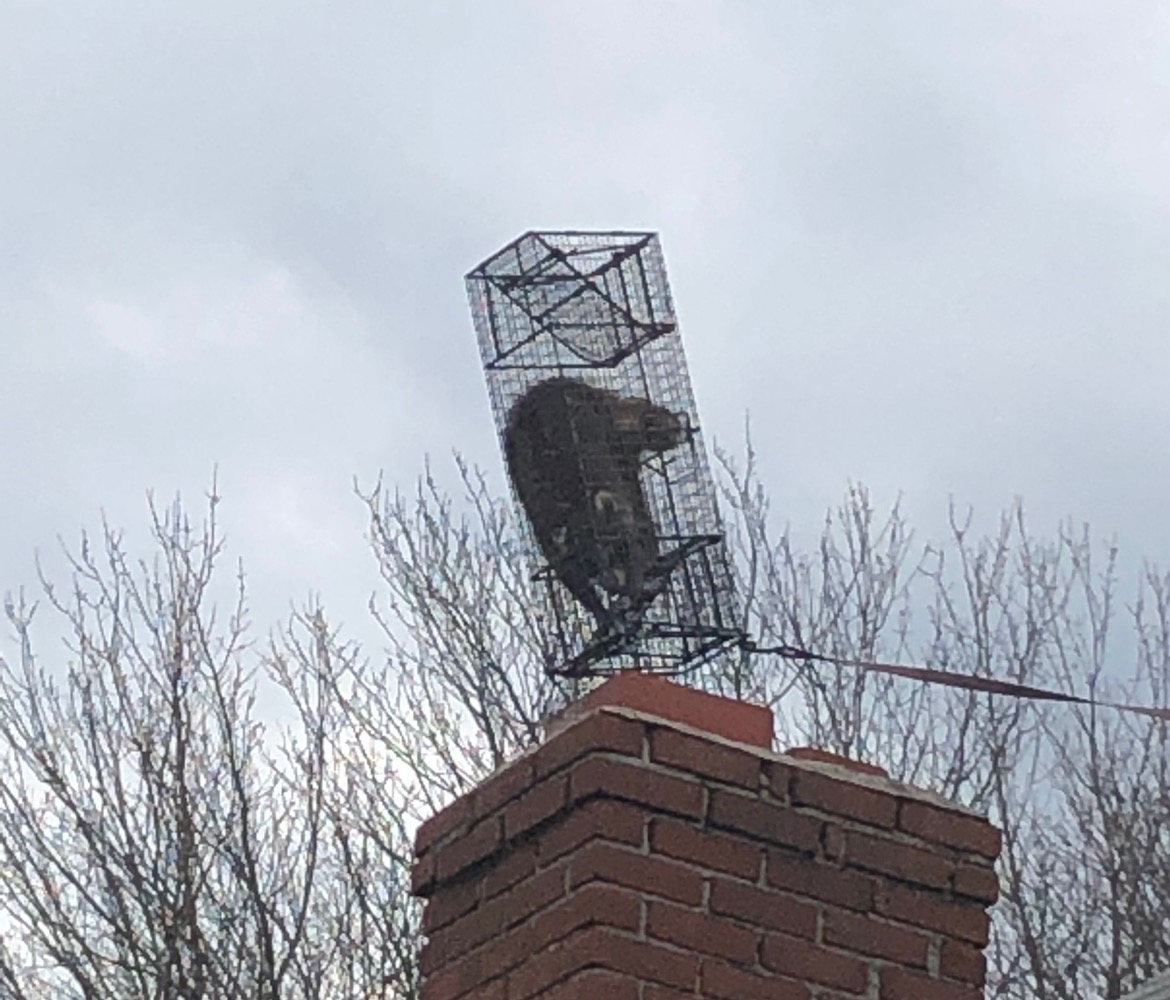 Raccoon chimney trap installed during wildlife removal service in Shelton Connecticut