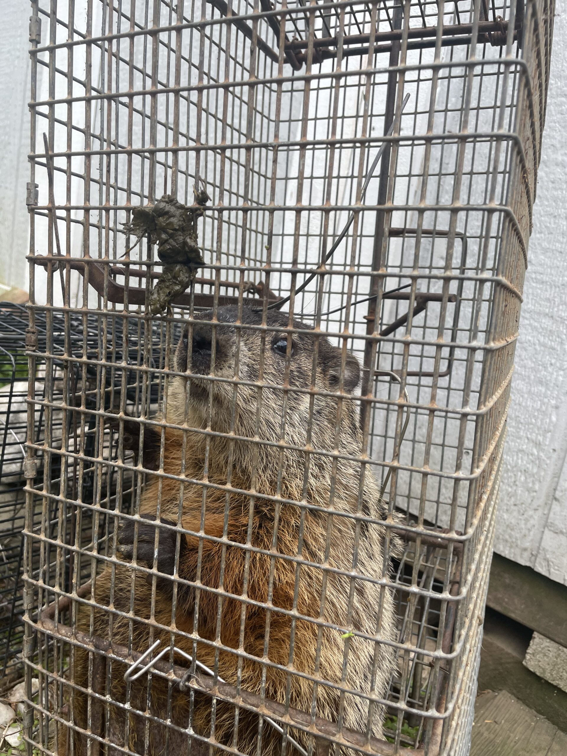 Close up of a woodchuck standing in a humane cage trap in Connecticut