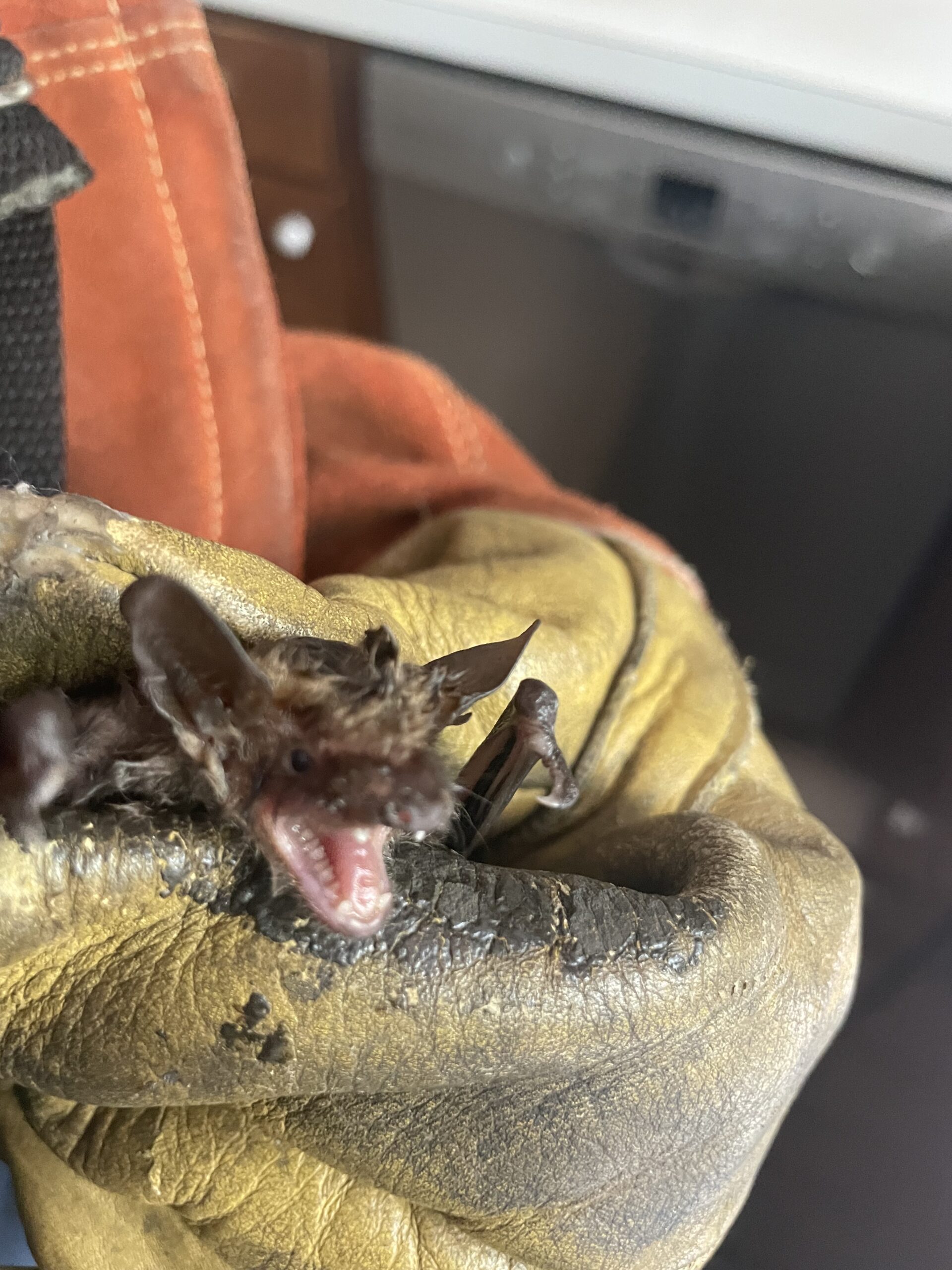 Bat removed from inside a Connecticut home by wildlife control technician