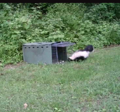 Skunk checking a professional trap set along the edge of a Connecticut yard near a likely denning area during daylight