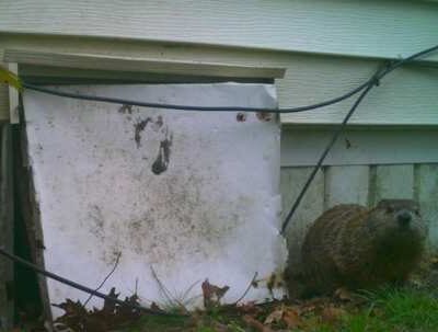 Woodchuck coming out near a crawlspace opening on a Connecticut property