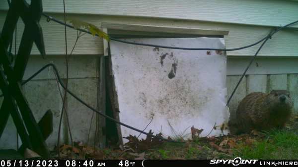 Woodchuck emerging from underneath a home's crawlspace during a Connecticut wildlife removal inspection
