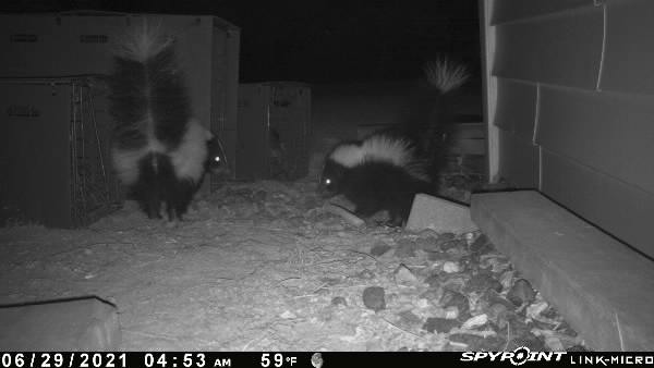 Mother skunk and baby skunks removed from underneath a shed during a Connecticut skunk removal job