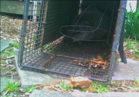 Woodchuck exiting a burrow from under a shed and about to trigger a double-door trap during a Connecticut woodchuck removal job