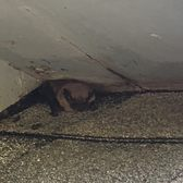 Bat under eave on Connecticut home