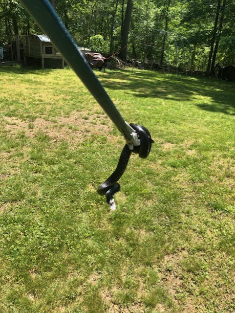 Small black rat snake removed from a Connecticut home during a wildlife call. Connecticut regulations do not allow relocation off the original property.