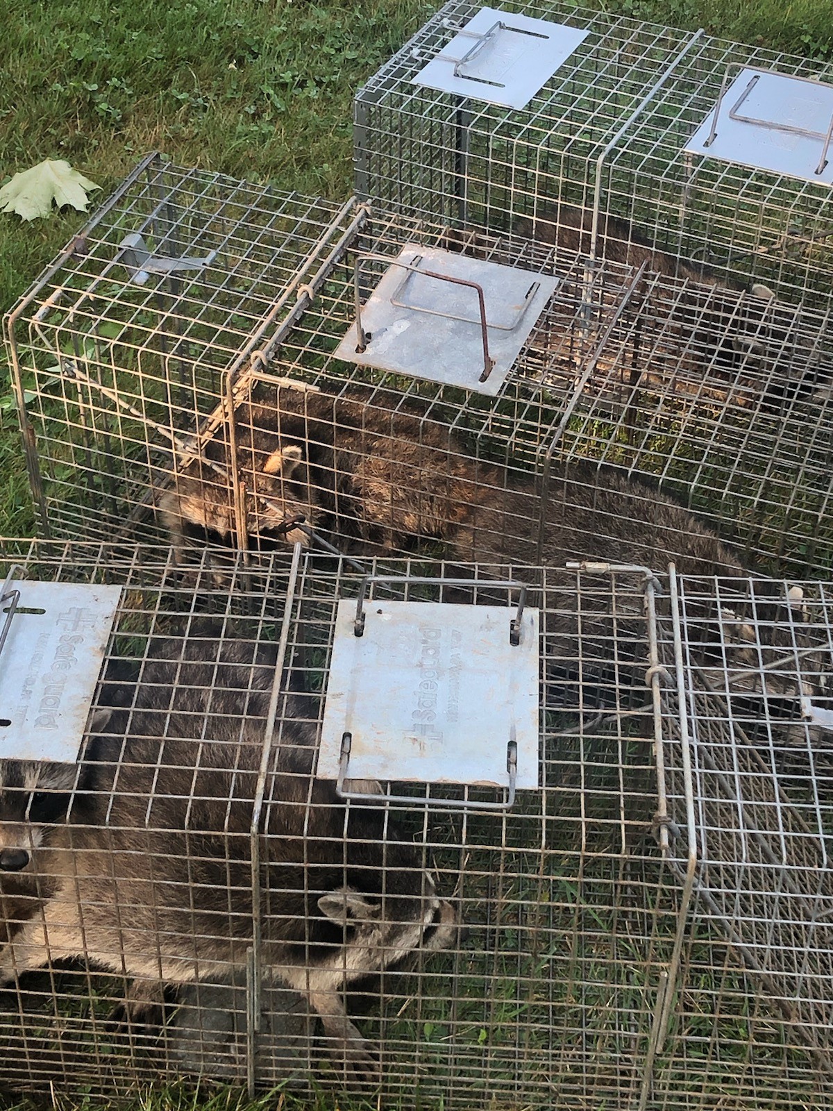 Raccoon removal in Franklin Connecticut