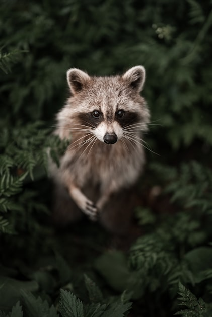 Wildlife removal and rodent control in Lyme Connecticut