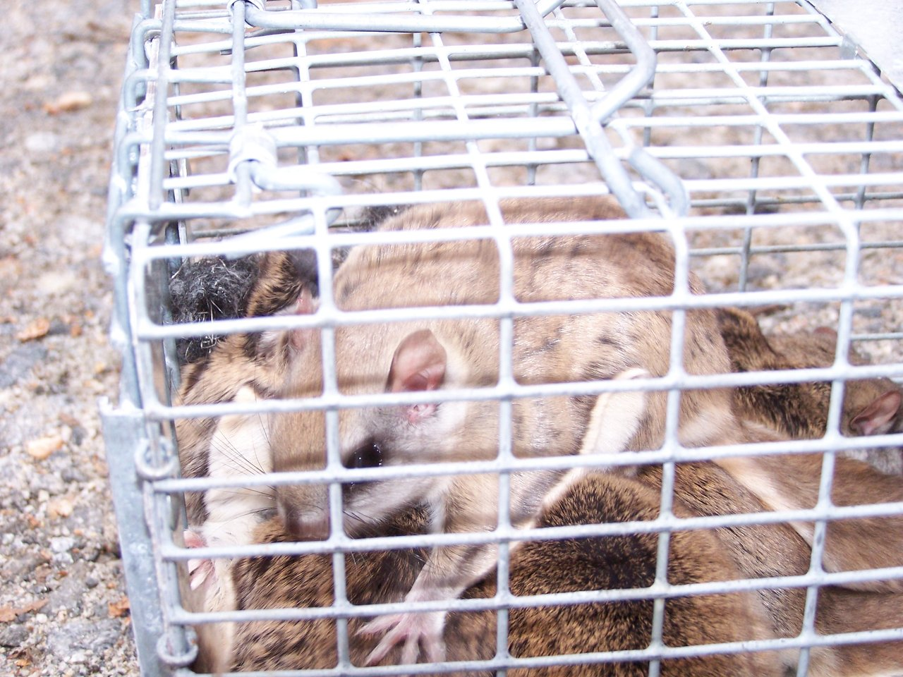 Rodent control and wildlife removal in Franklin Connecticut
