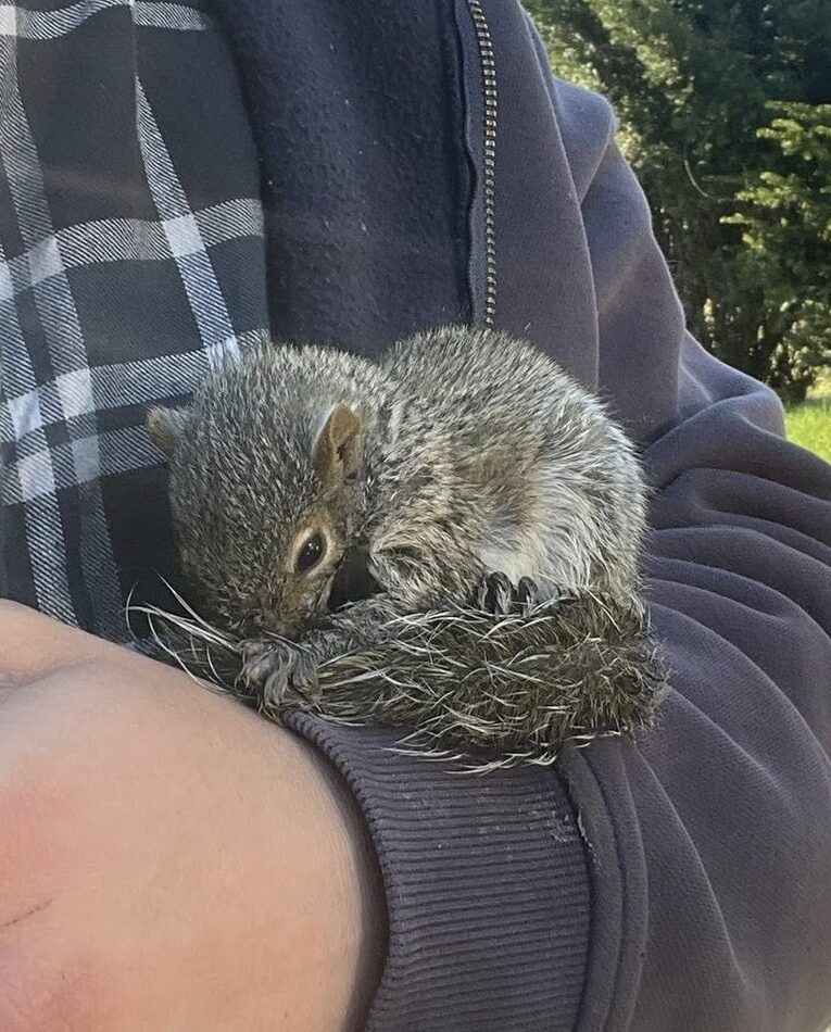 Squirrel removal and exclusion service in Connecticut