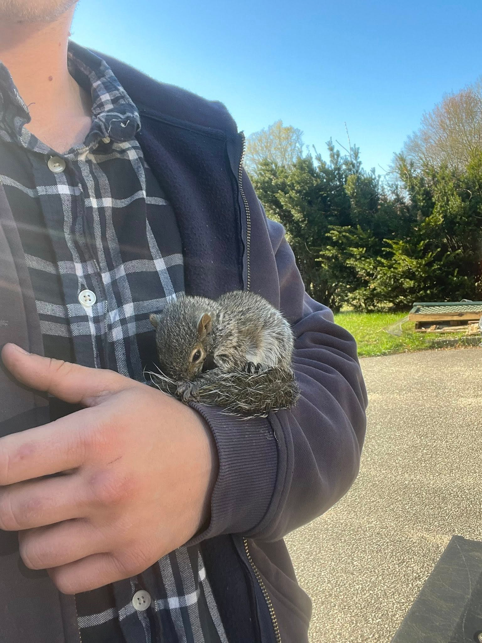 Wildlife technician holding rescued baby squirrel