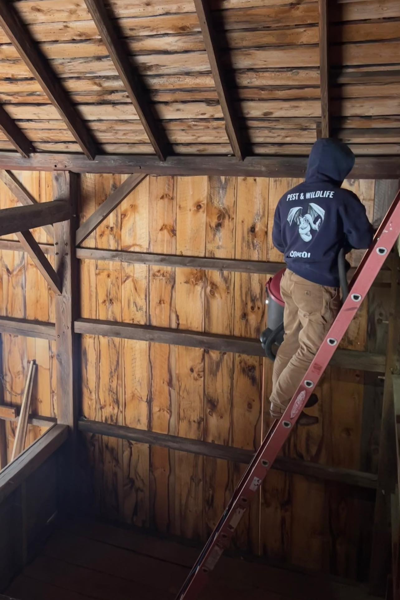 Owner Max Floyd performing bat and flying squirrel exclusion work on a Connecticut barn roofline and cleaning bat guano using a HEPA vacuum system.