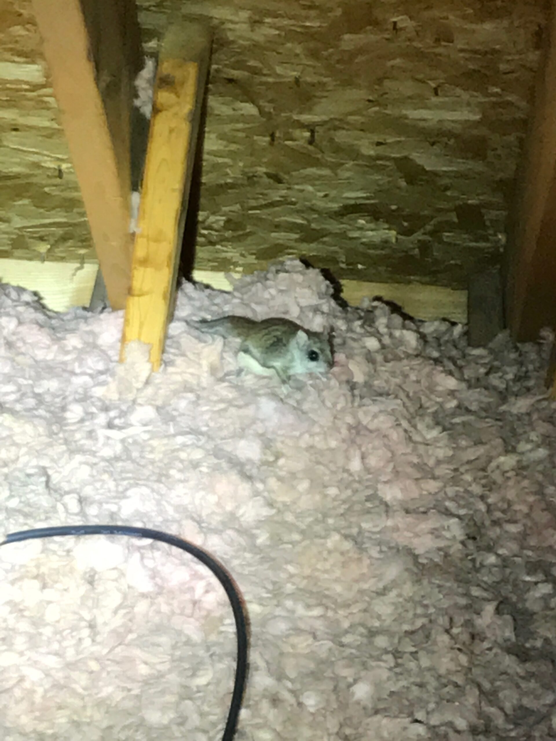 Flying squirrel on attic insulation during wildlife inspection in Connecticut