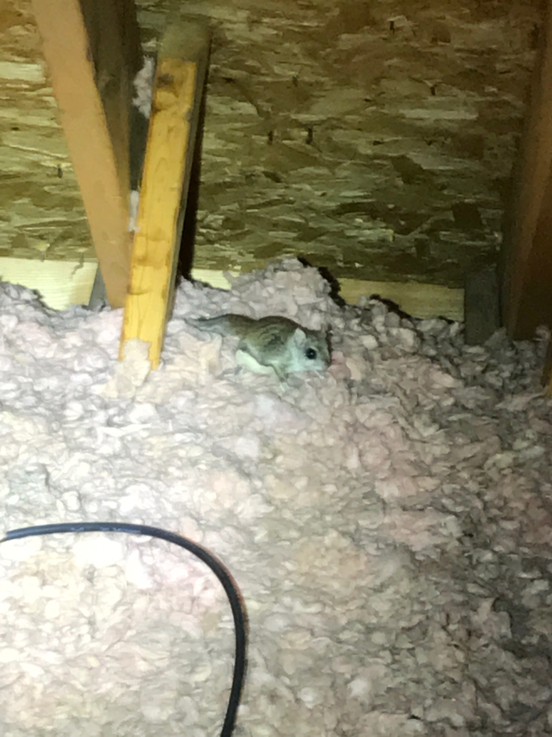 Flying squirrel inside attic insulation in Shelton Connecticut
