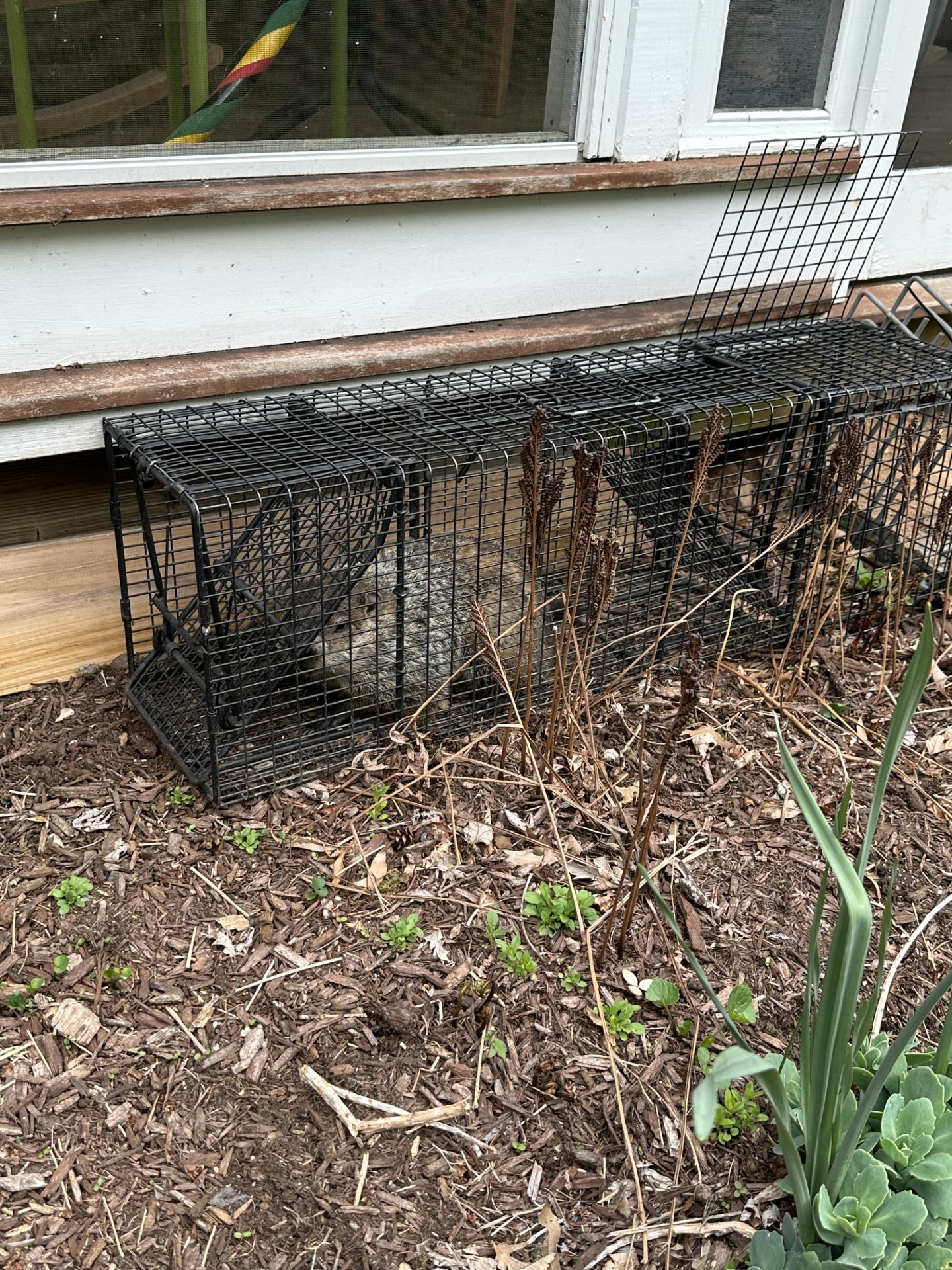Woodchuck trapped near a porch after burrowing activity